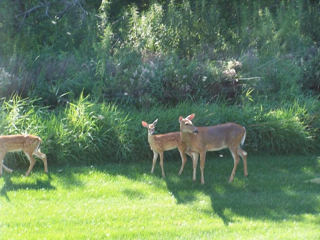 Fish Creek House Bed & Breakfast Silver Star Esterno foto